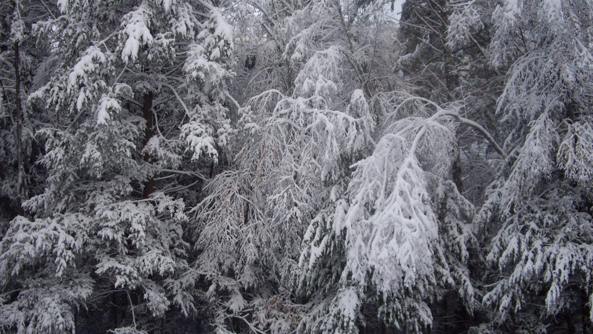Trees weighed down by heavy snow the morning after the 2011 Halloween nor'easter, Charlton, Massachusetts