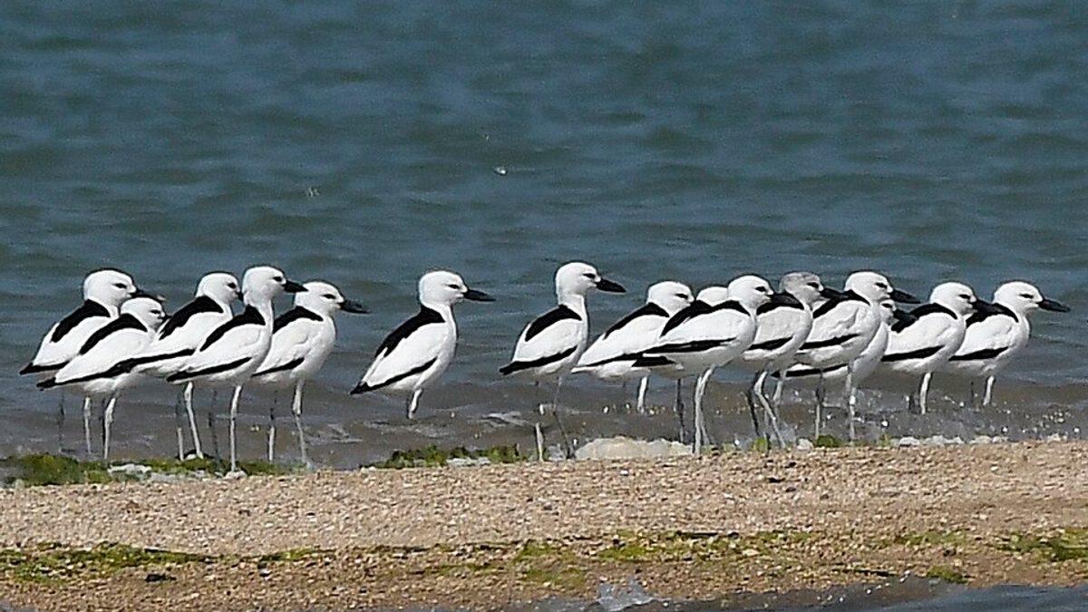 A dense flock of black and white crab-plovers standing on a low sandbar surrounded by shallow sea water at Balachadi, Jamnagar