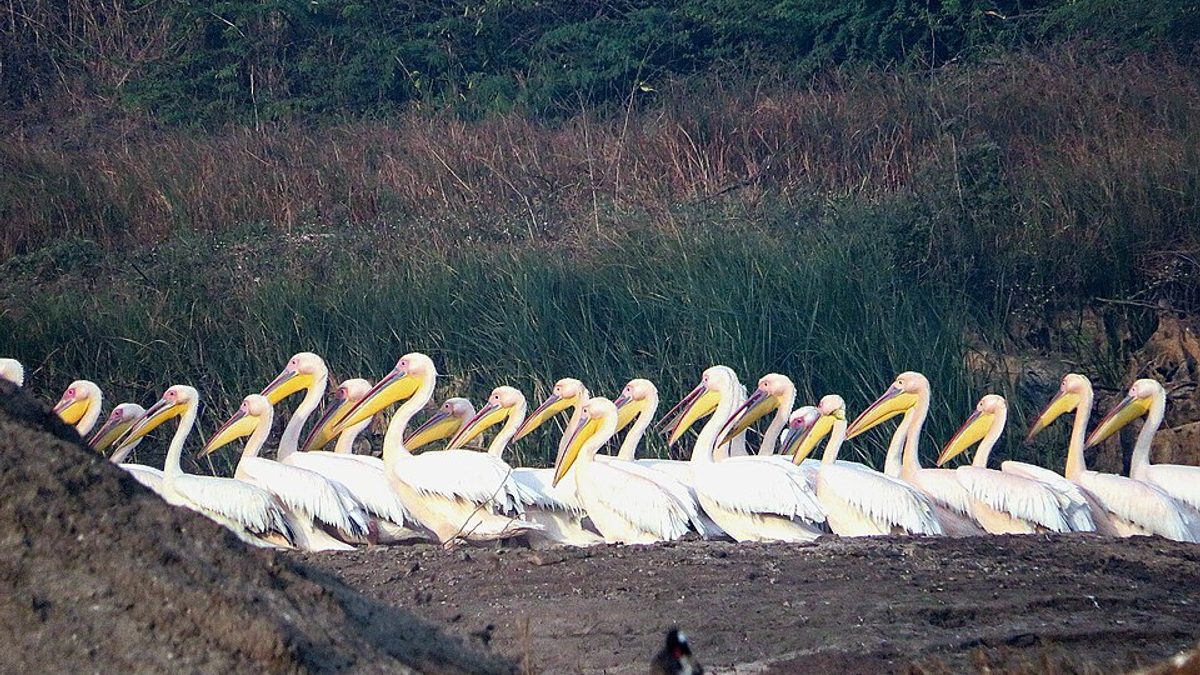 A long line of great white pelicans resting on a mudbank in front of tall reeds at Khijadiya Bird Sanctuary