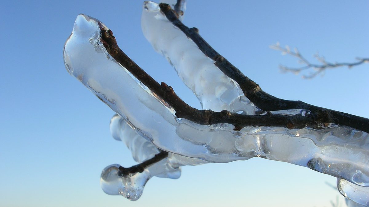A tree branch coated in a thick layer of ice after an ice storm