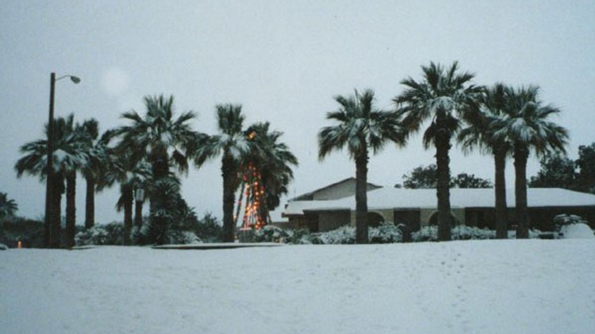 Palm trees dusted with snow after a rare cold-weather event