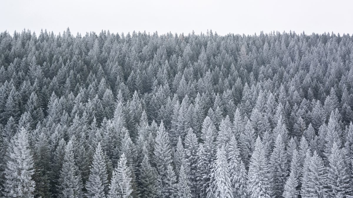 Snow-covered pine trees in a forest landscape, branches bent under a fresh layer of snow