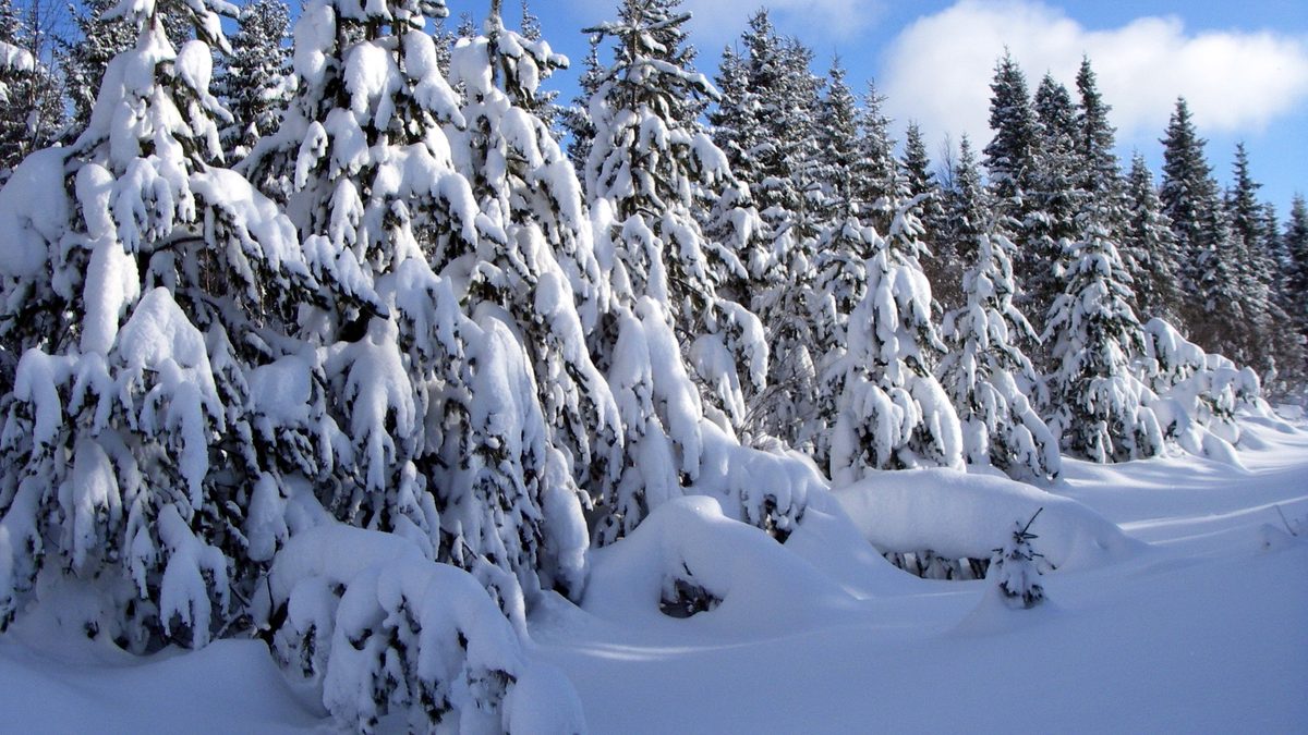 Sunlight breaking through snow-covered pine branches after a winter storm