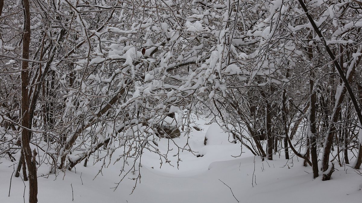Snow-laden tree branches arching over a snow-covered forest trail in Shenandoah National Park, Virginia