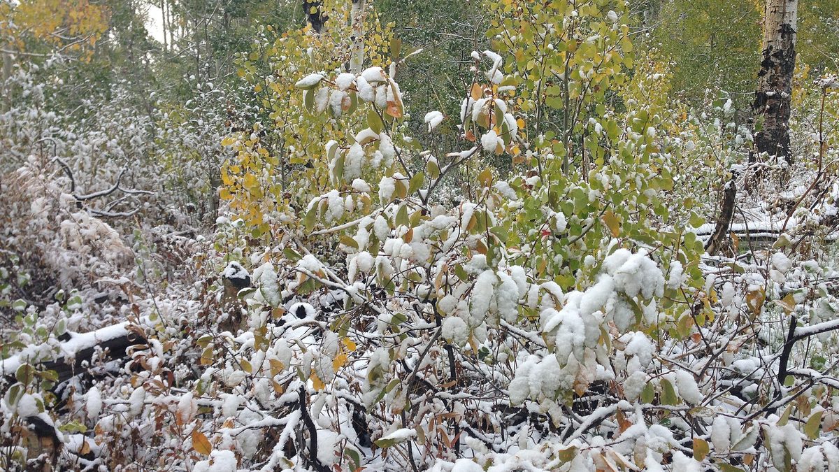 Fresh September snow coating aspen and choke cherry leaves still in their fall colors along a Nevada mountain trail